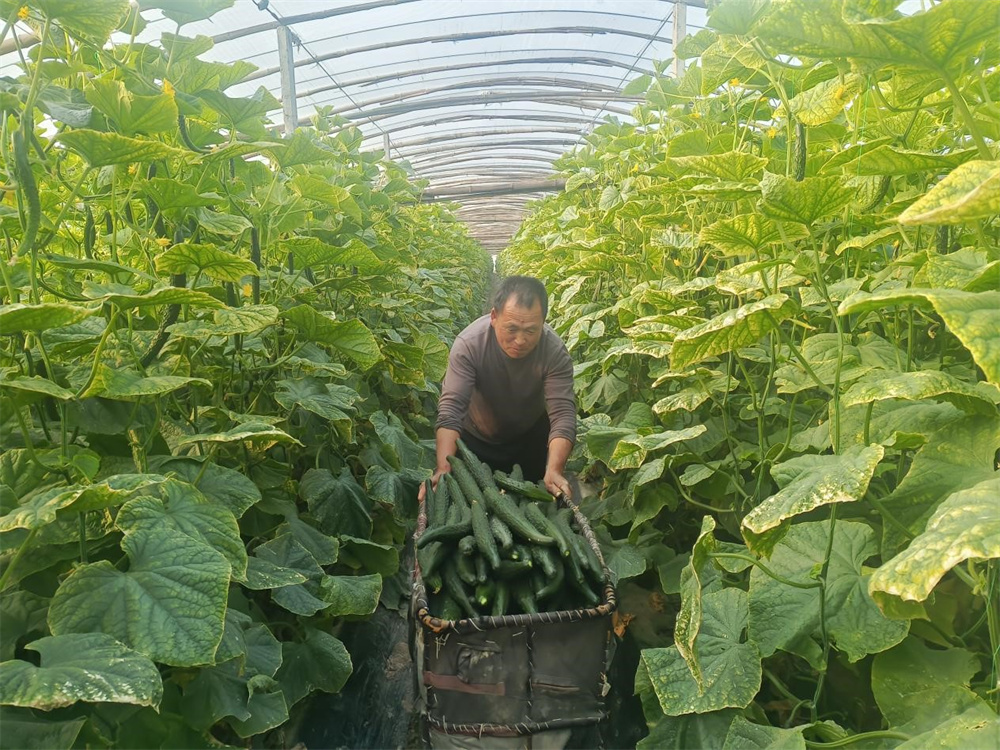 夏邑县车站镇：特色产业助推乡村振兴