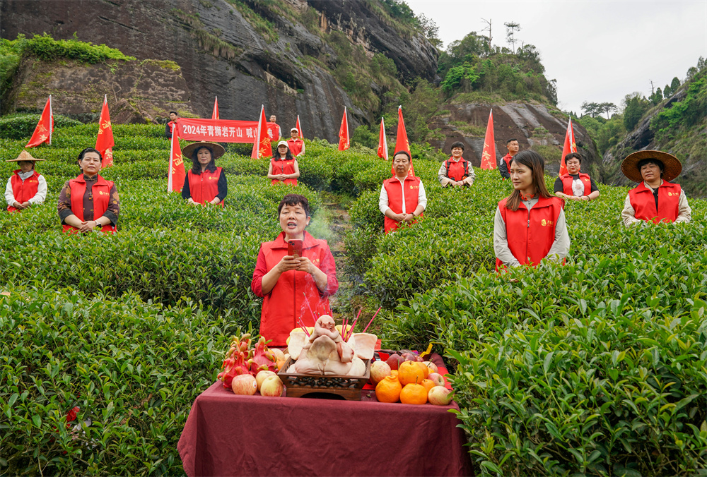 福建：武夷山天心村茶农喊山采茶