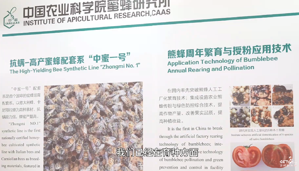 盘活种质资源，蜜蜂育种助力生态农业