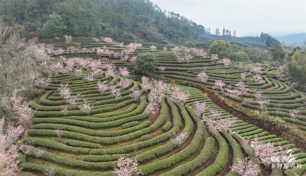 福建武夷山：绿色生态茶园迎客来