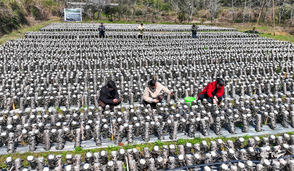 福建武夷山：科技助力菇农增收