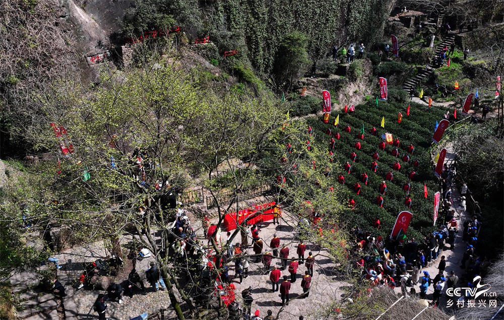 福建武夷山：举行喊山祭茶