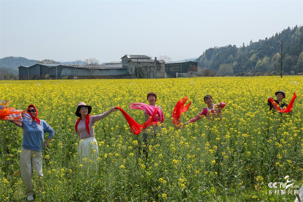福建武夷山：油菜花开游人乐