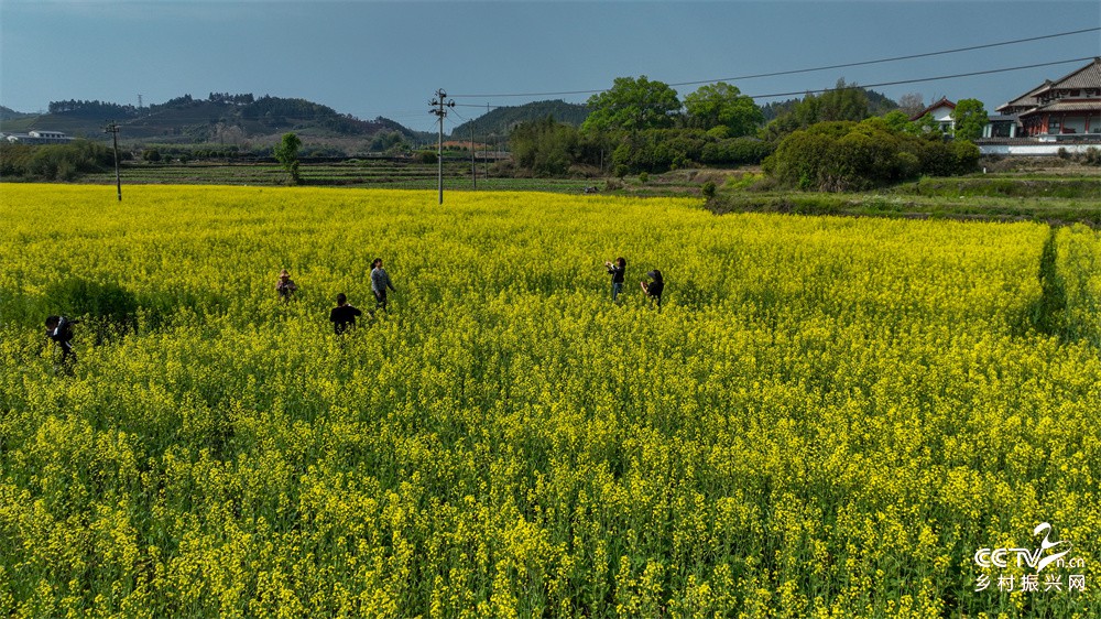 福建武夷山：美丽乡村入画来