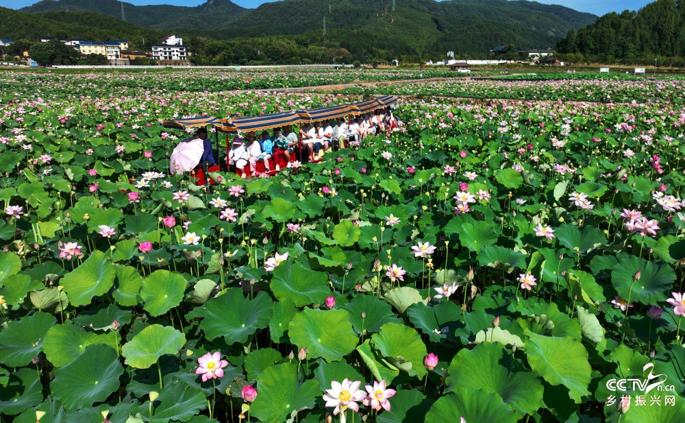 福建武夷山： 荷花盛开迎客来