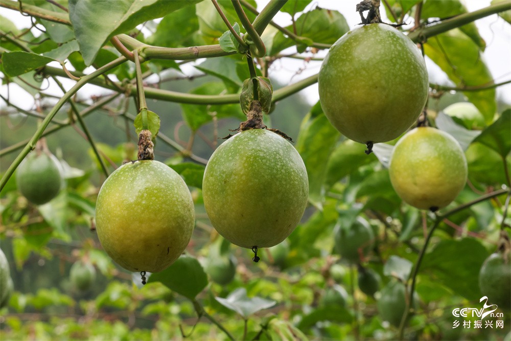 福建武夷山：百香果丰收带动农民致富