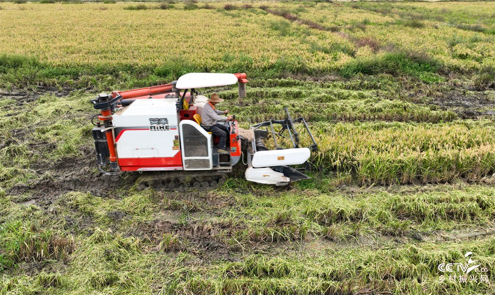 福建武夷山：再生稻二季喜丰收