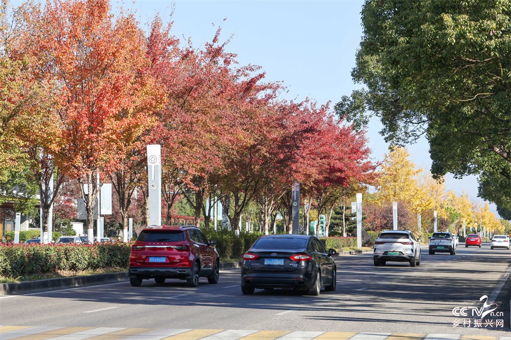 福建武夷山：车在路上行人在画中游