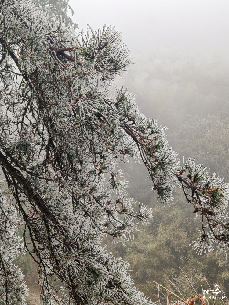 武夷山国家公园迎来首场降雪